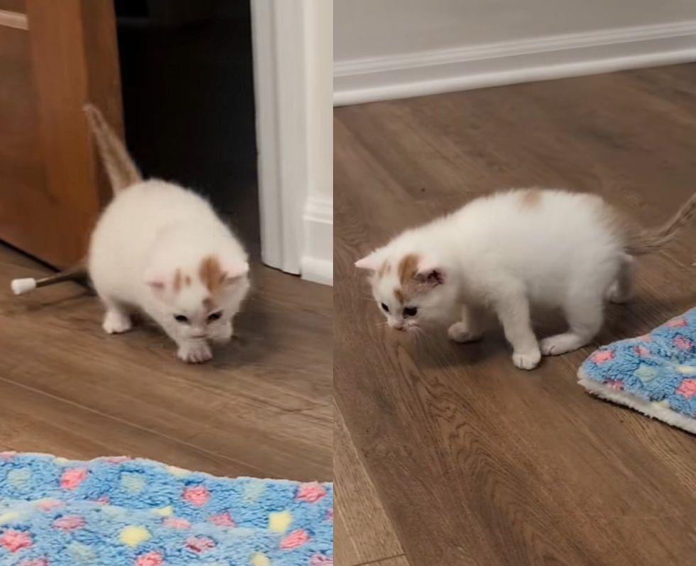 fluffy kitten walking