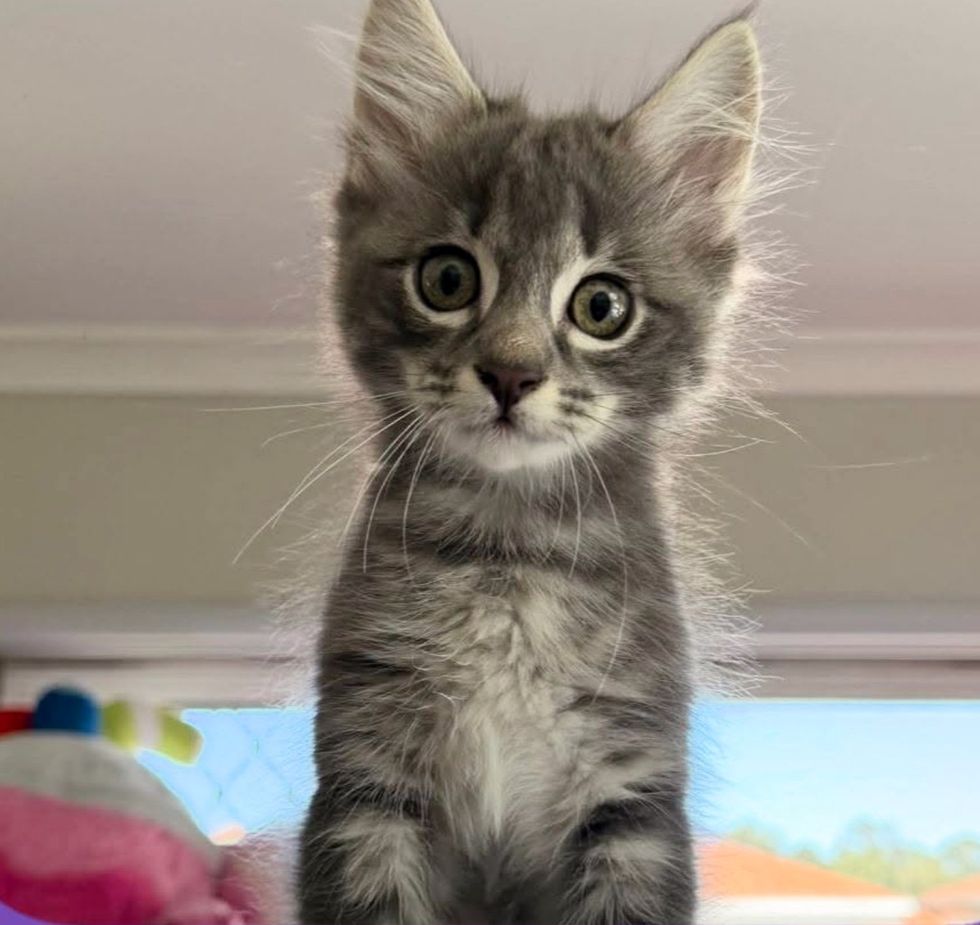fluffy kitten