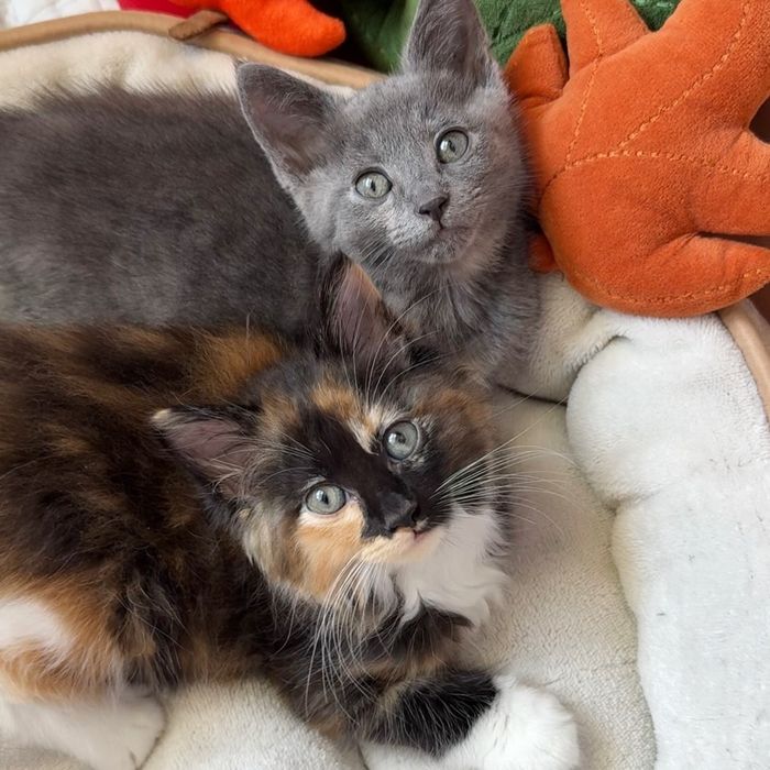 fluffy kittens best friends