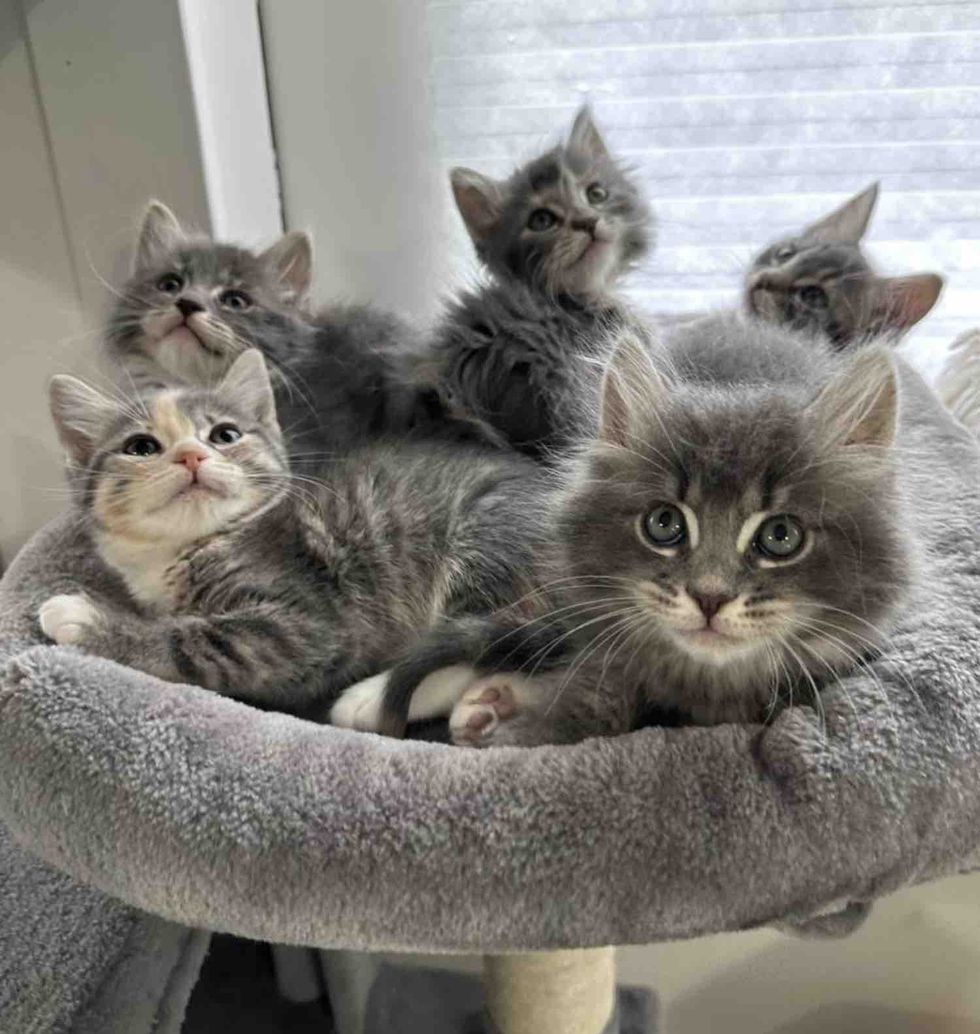 fluffy kittens cat tree pile