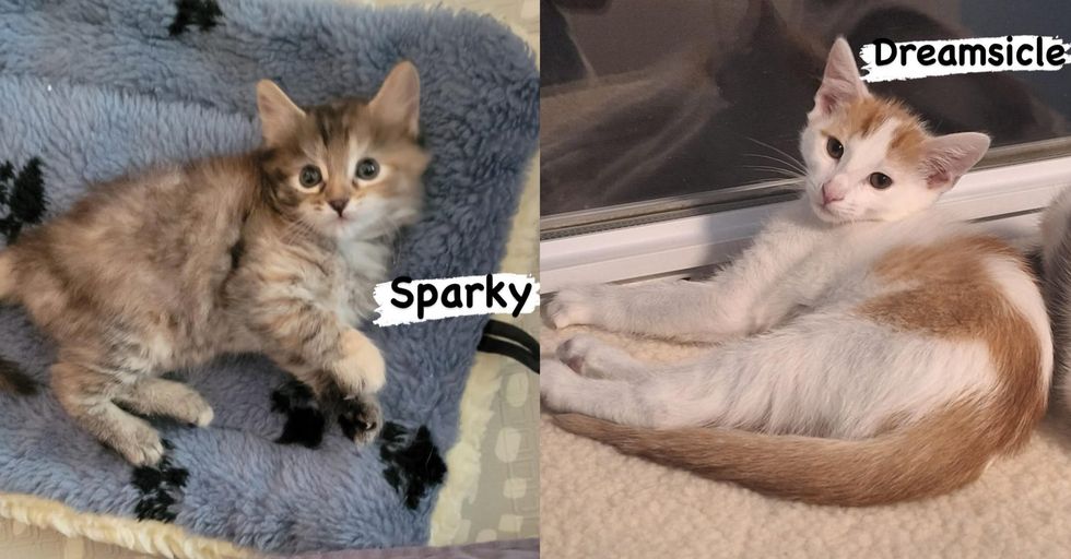 fluffy kittens cute