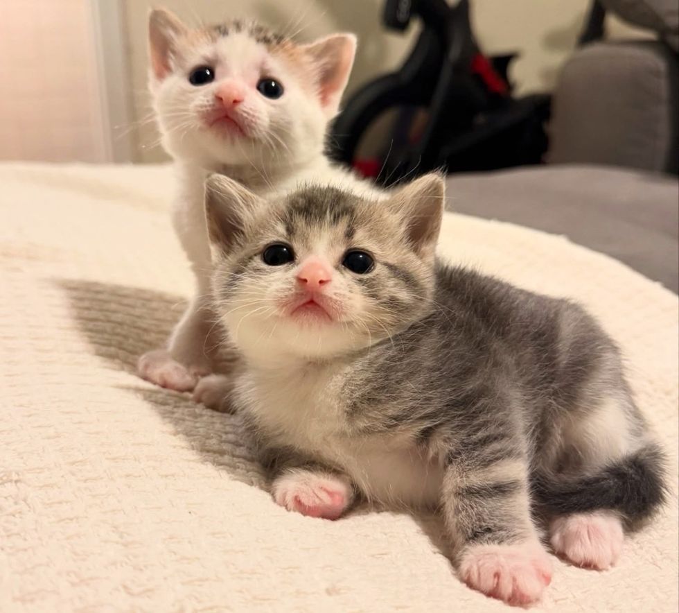 fluffy kittens cute