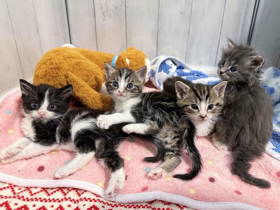 fluffy kittens gremlins