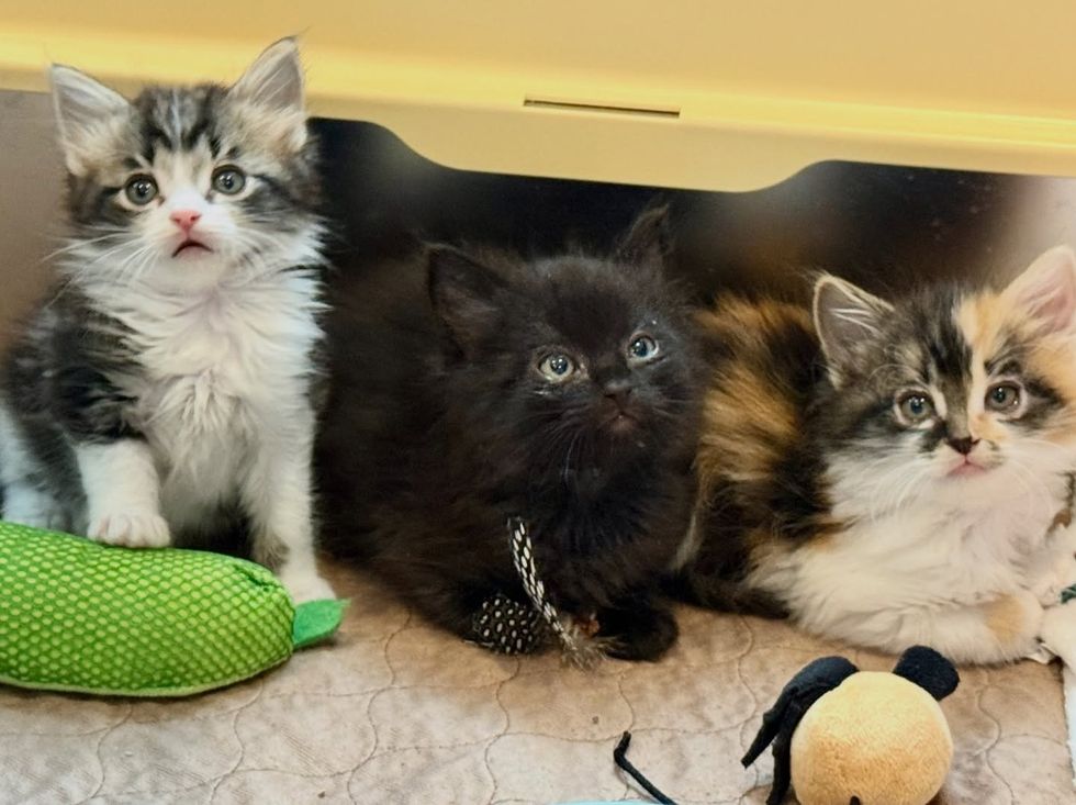 fluffy kittens playful