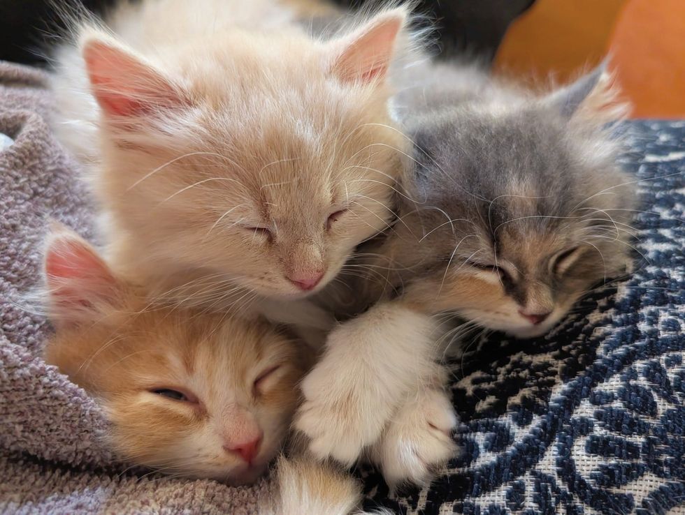 fluffy kittens sleeping pile