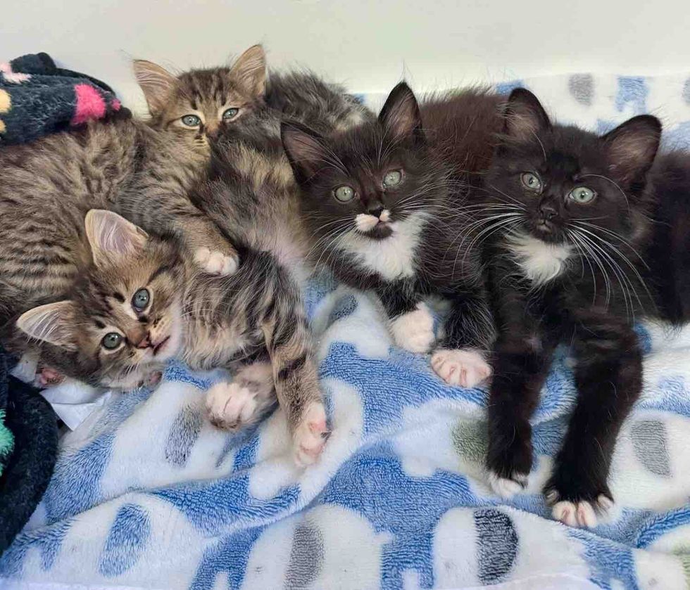 fluffy kittens snuggles