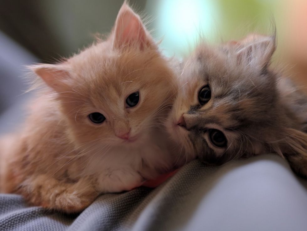 fluffy kittens snuggles
