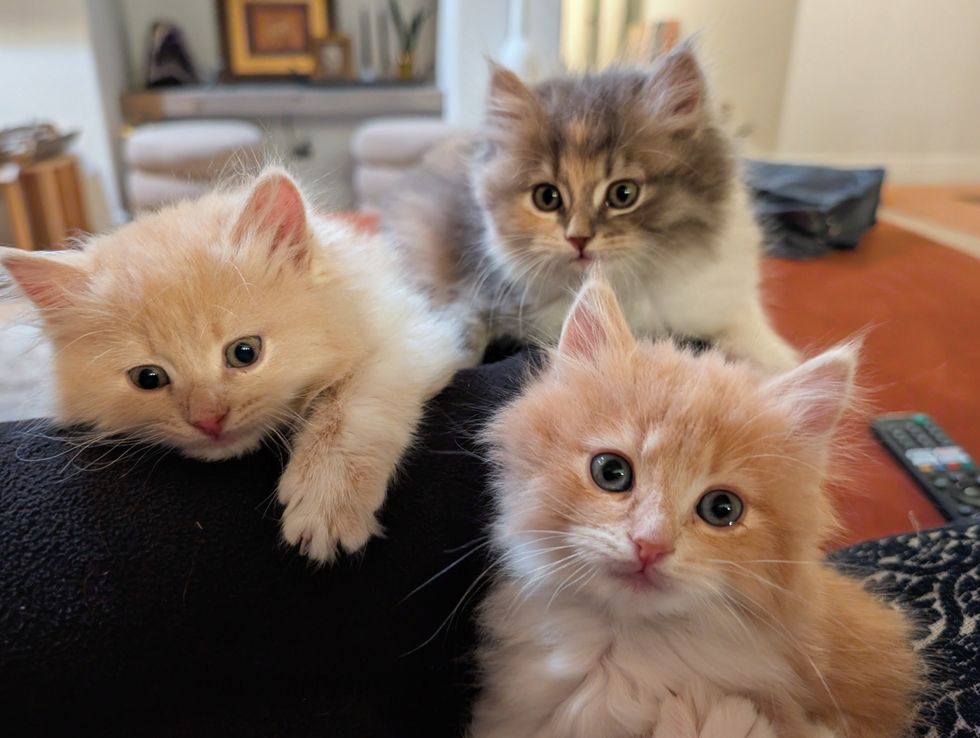 fluffy kittens snuggly