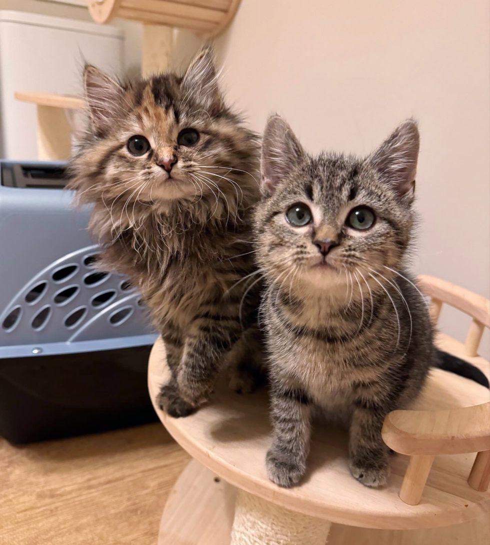 fluffy kittens sweet