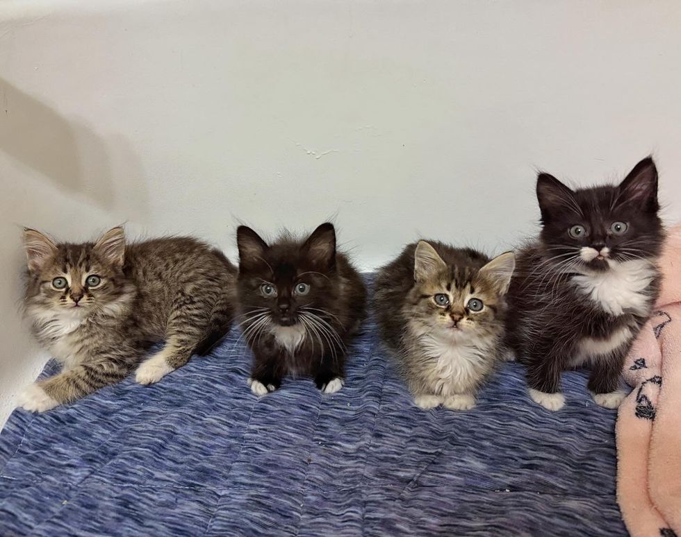 fluffy kittens tabbies tuxedo
