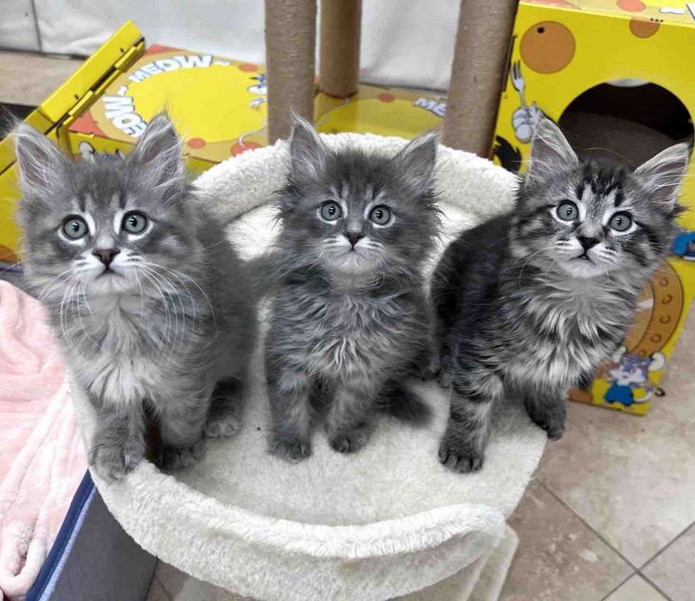 Kittens Follow a Resident Cat Everywhere, Until the Day All 3 Have What They Wanted