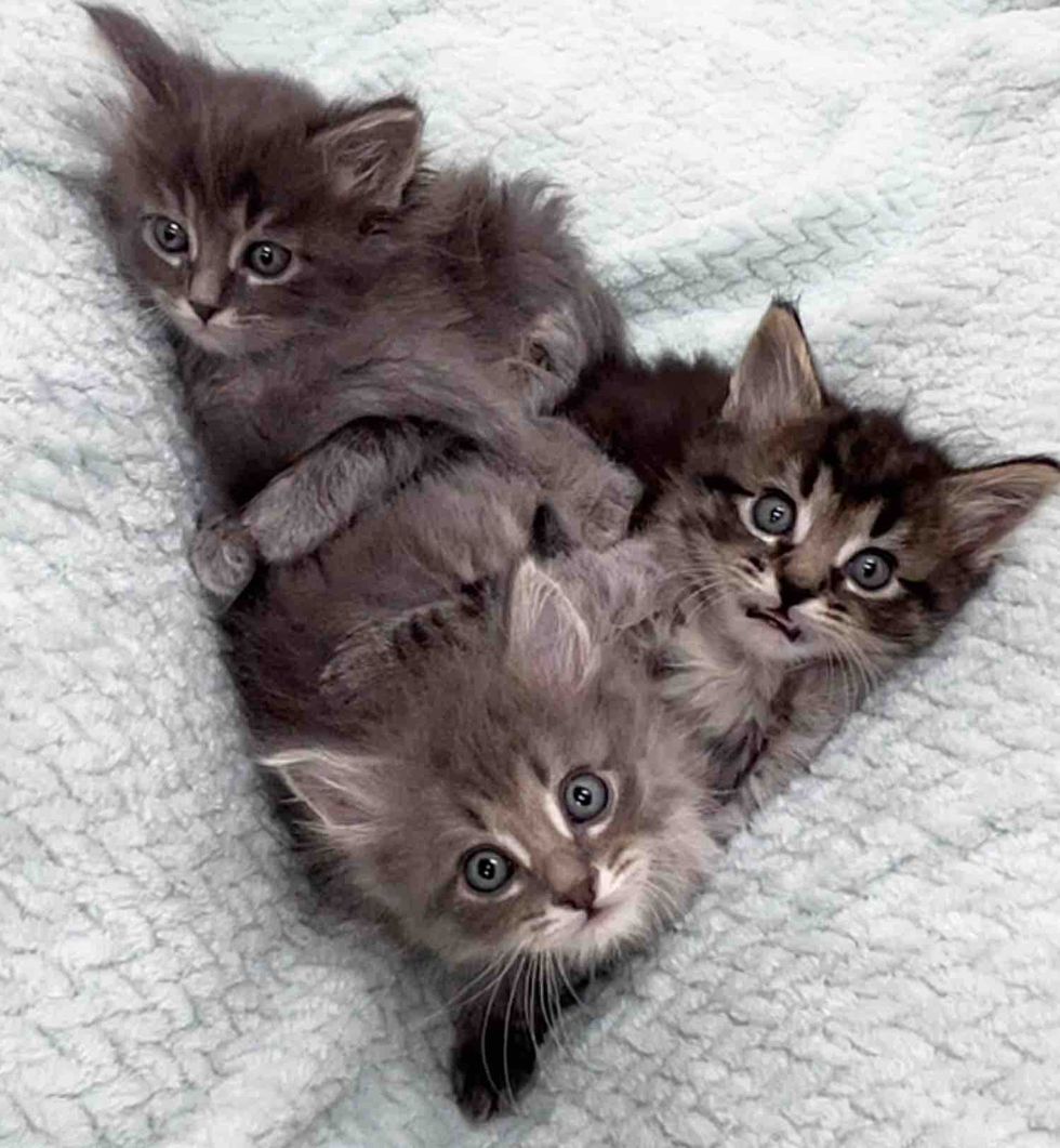 fluffy kittens trio
