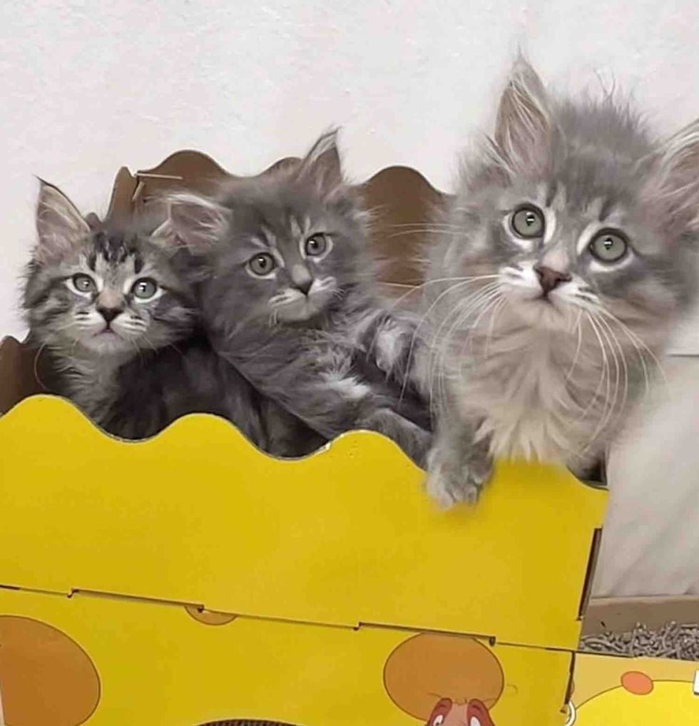 fluffy kittens trio
