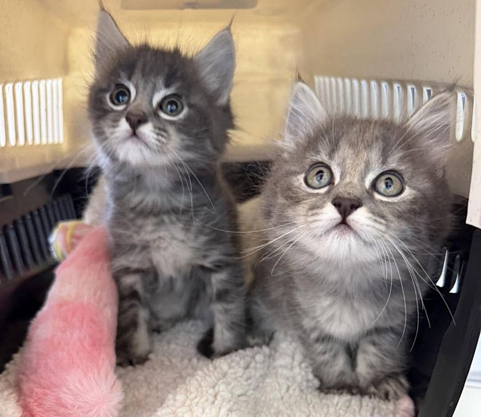 fluffy kittens
