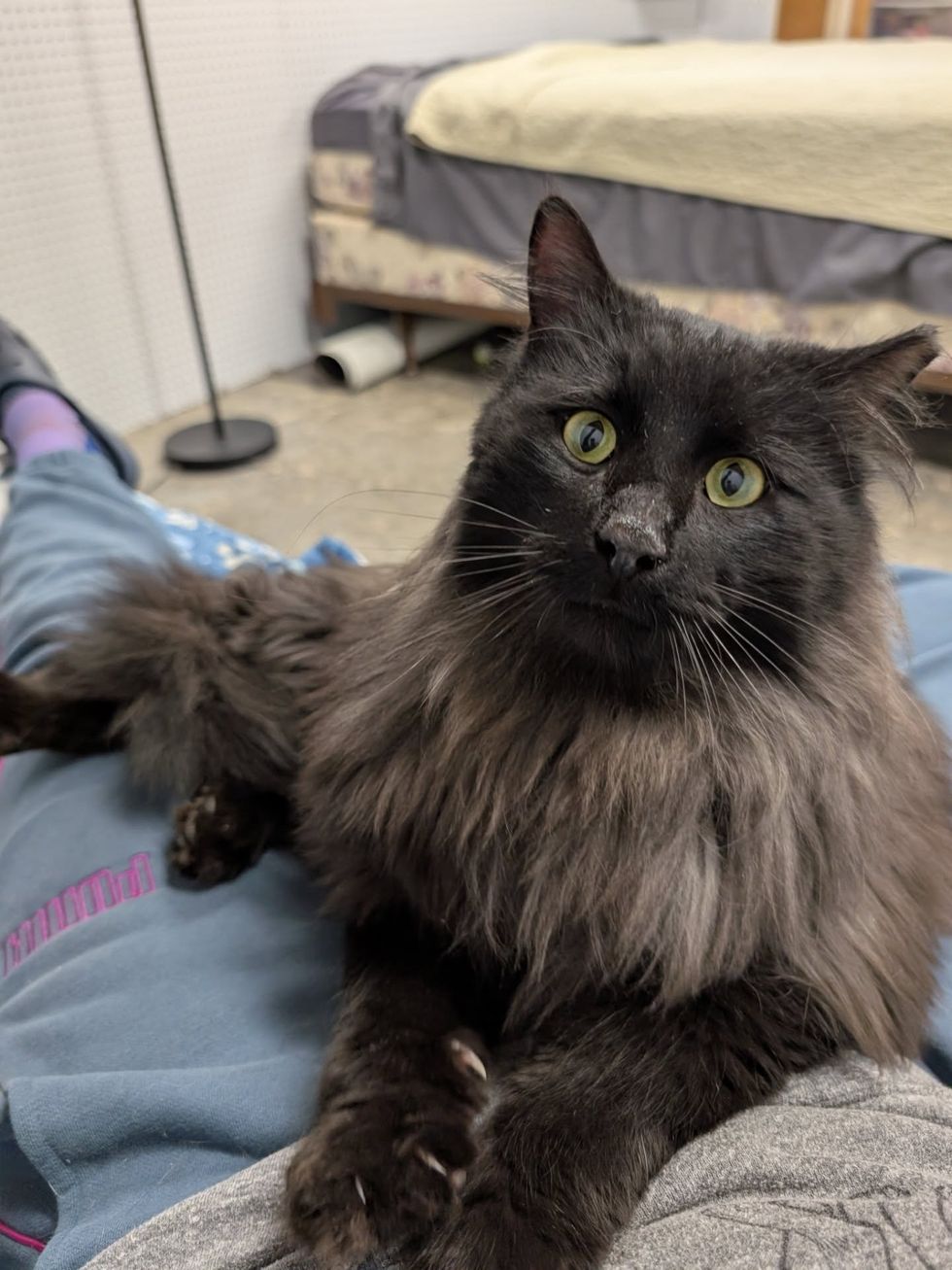 fluffy lap cat happy