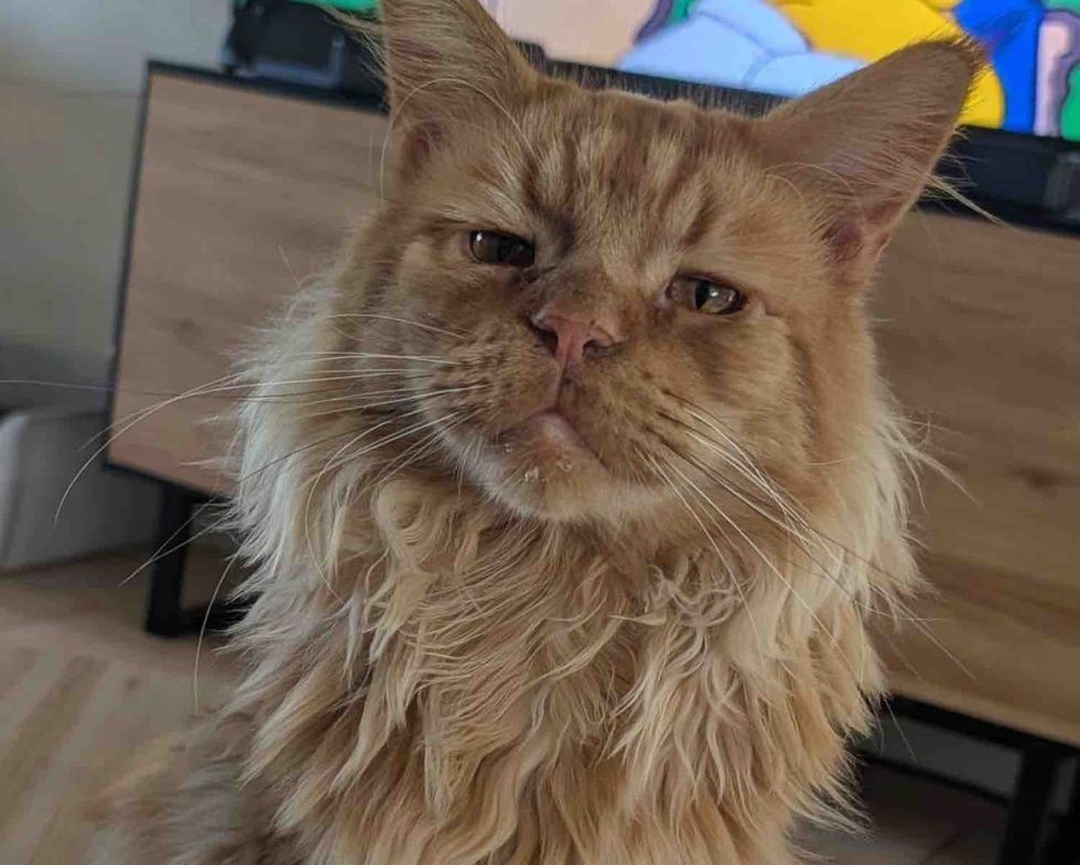 fluffy maine coon cat