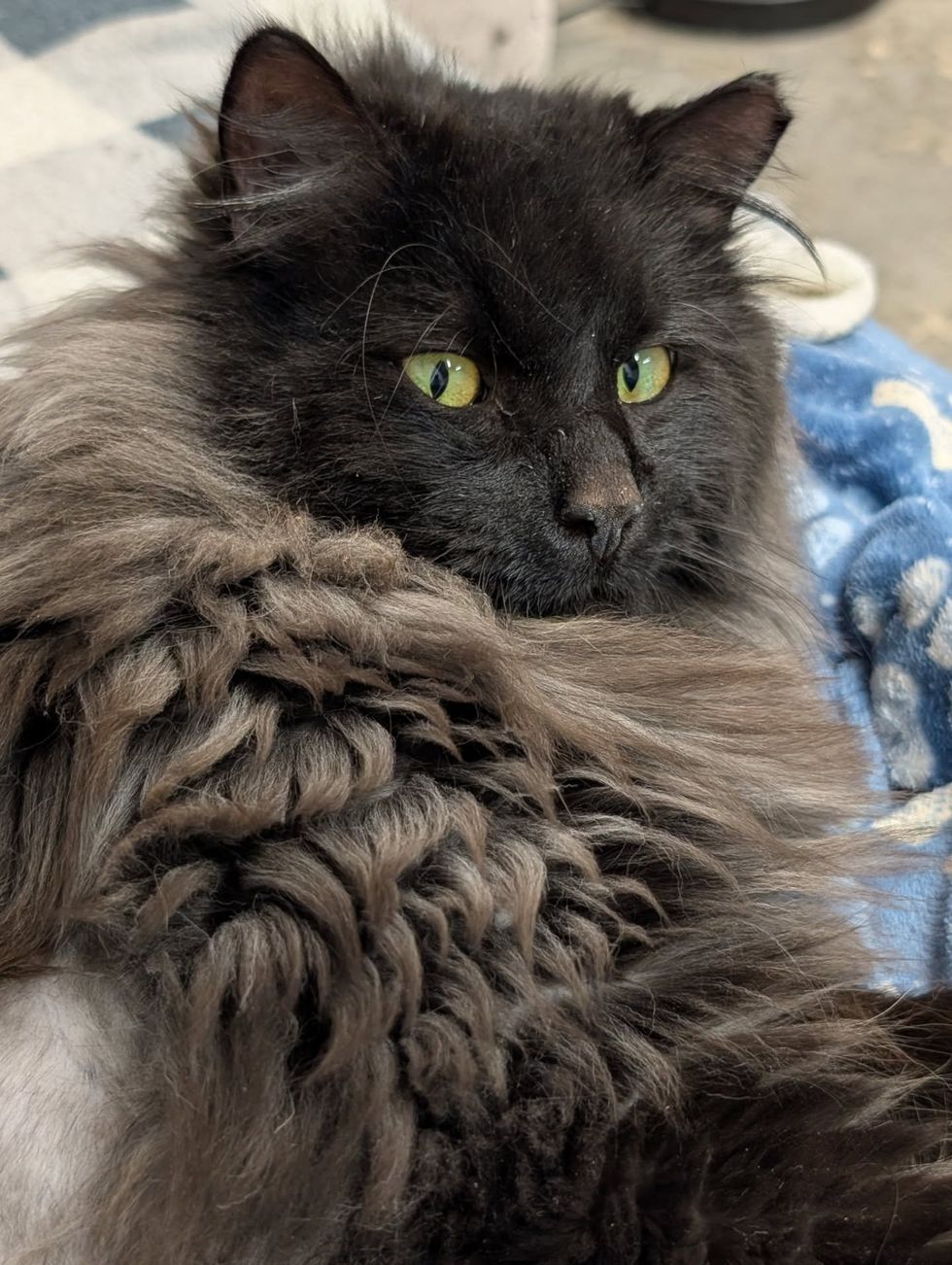 fluffy mane cat snuggly