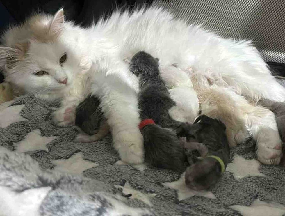 fluffy mother cat newborn kittens