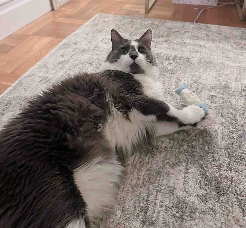 fluffy playful cat