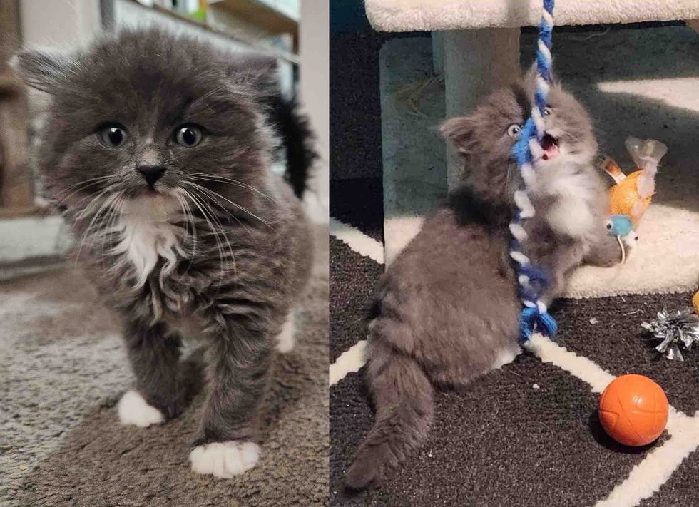 fluffy playful gray kitten