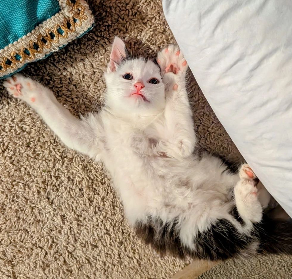 fluffy playful kitten