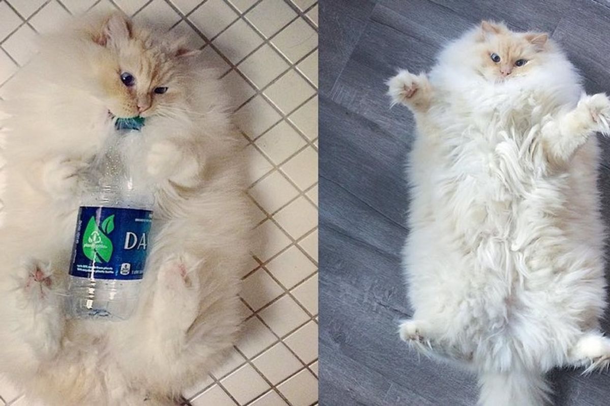 fluffy ragdoll cat sky