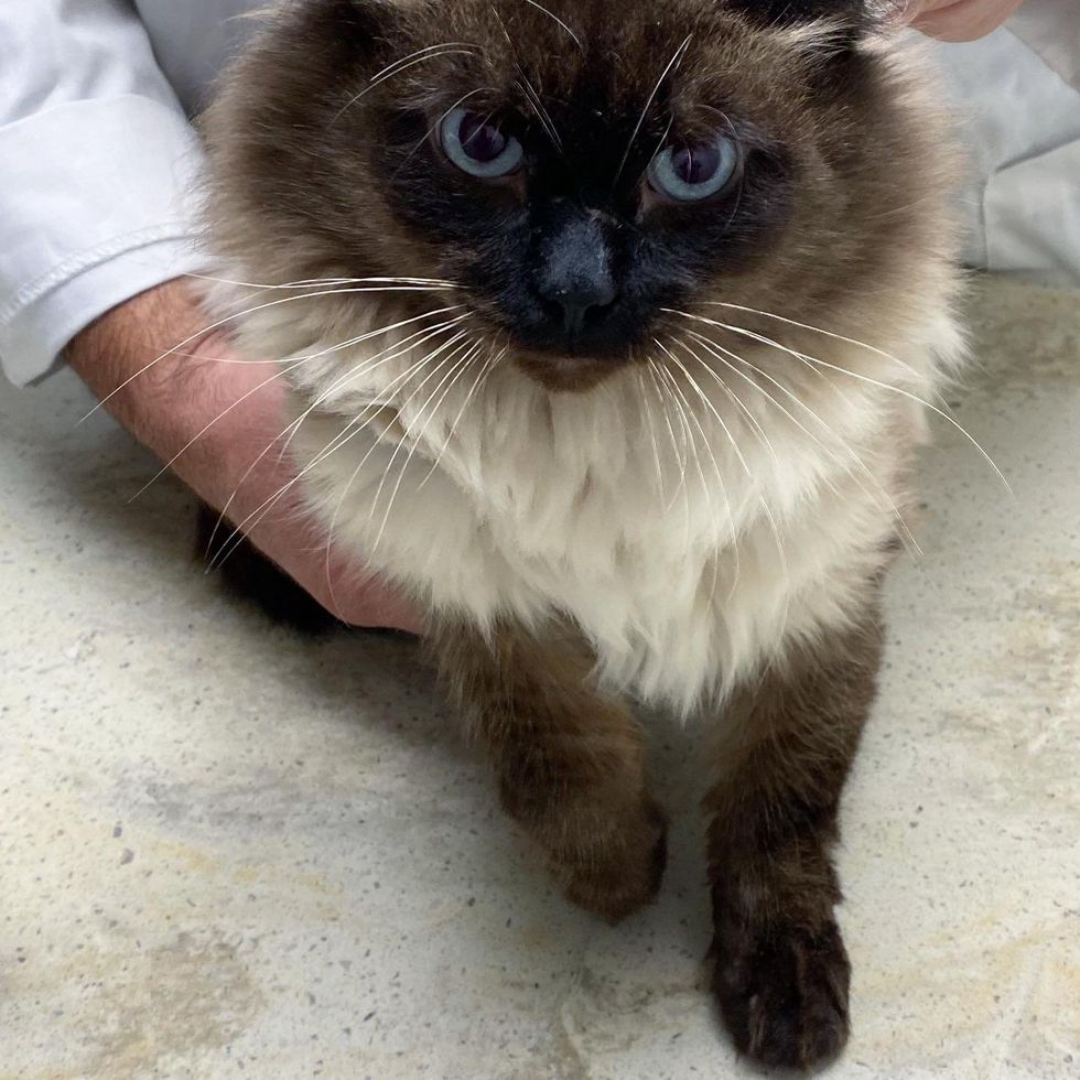 fluffy seal point cat vet