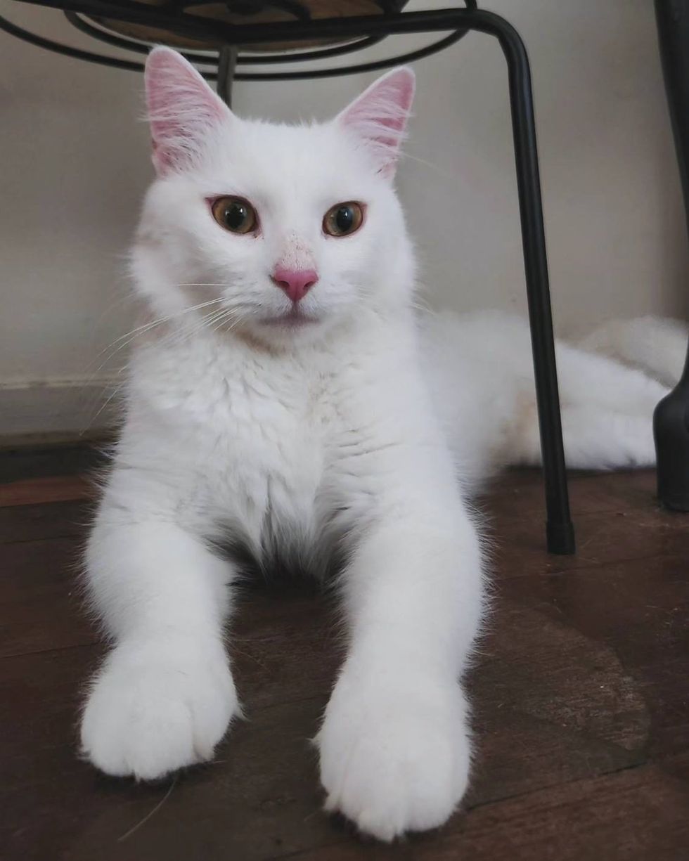 fluffy snowy white cat