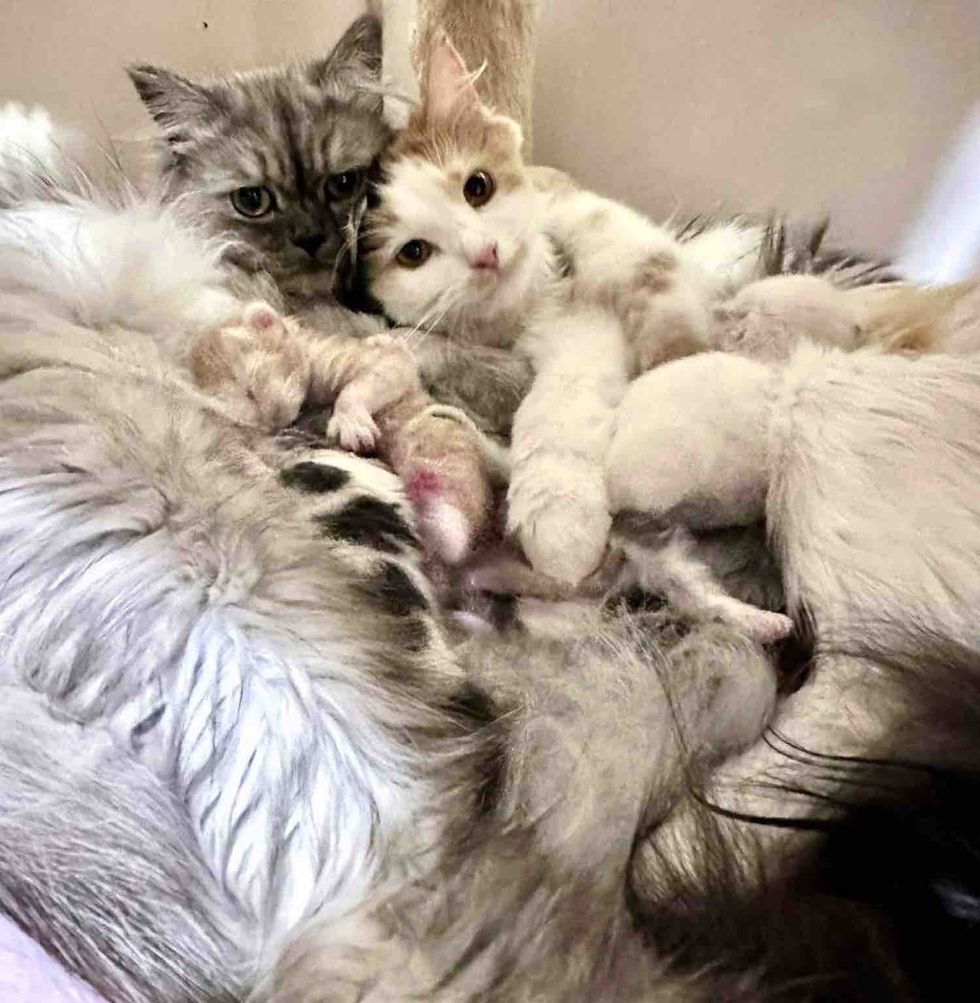 fluffy snuggly cats kittens