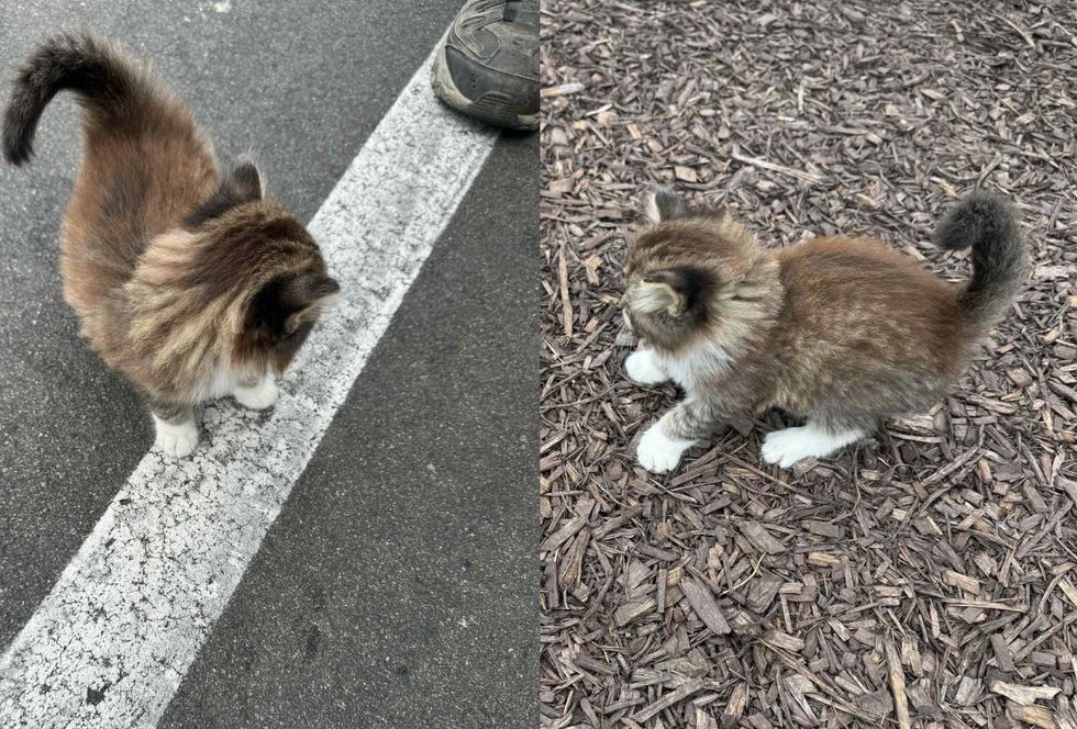 fluffy stray kitten