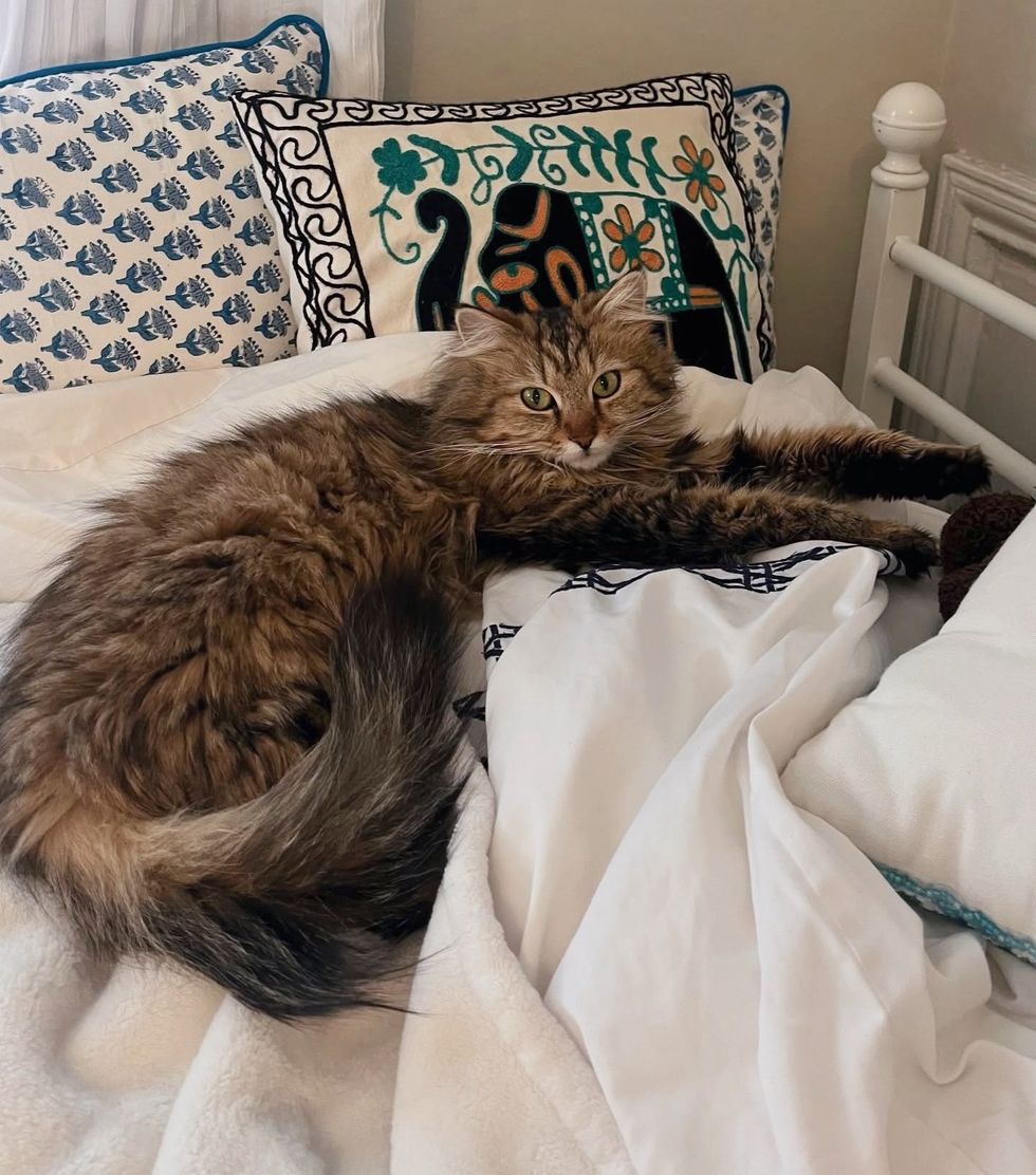 fluffy tabby cat bed