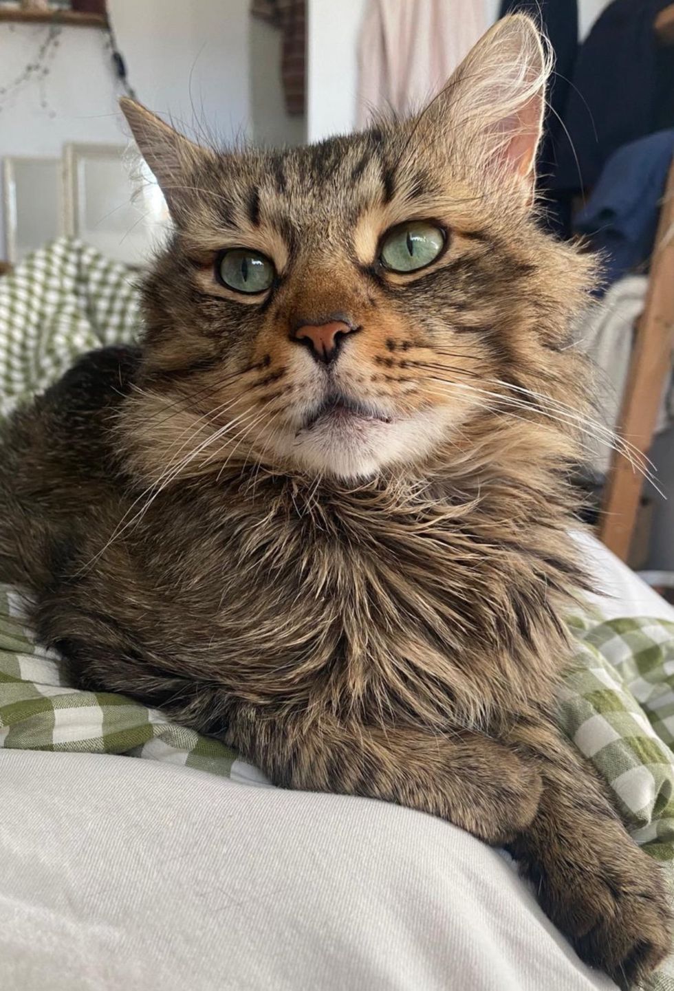 fluffy tabby cat happy