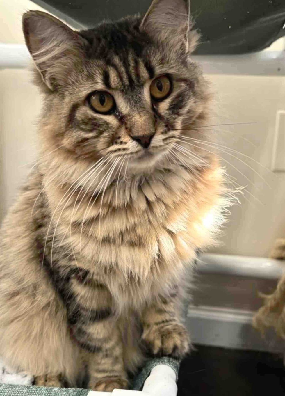 fluffy tabby cat mane