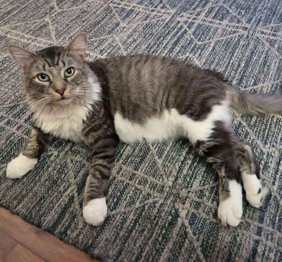 fluffy tabby cat