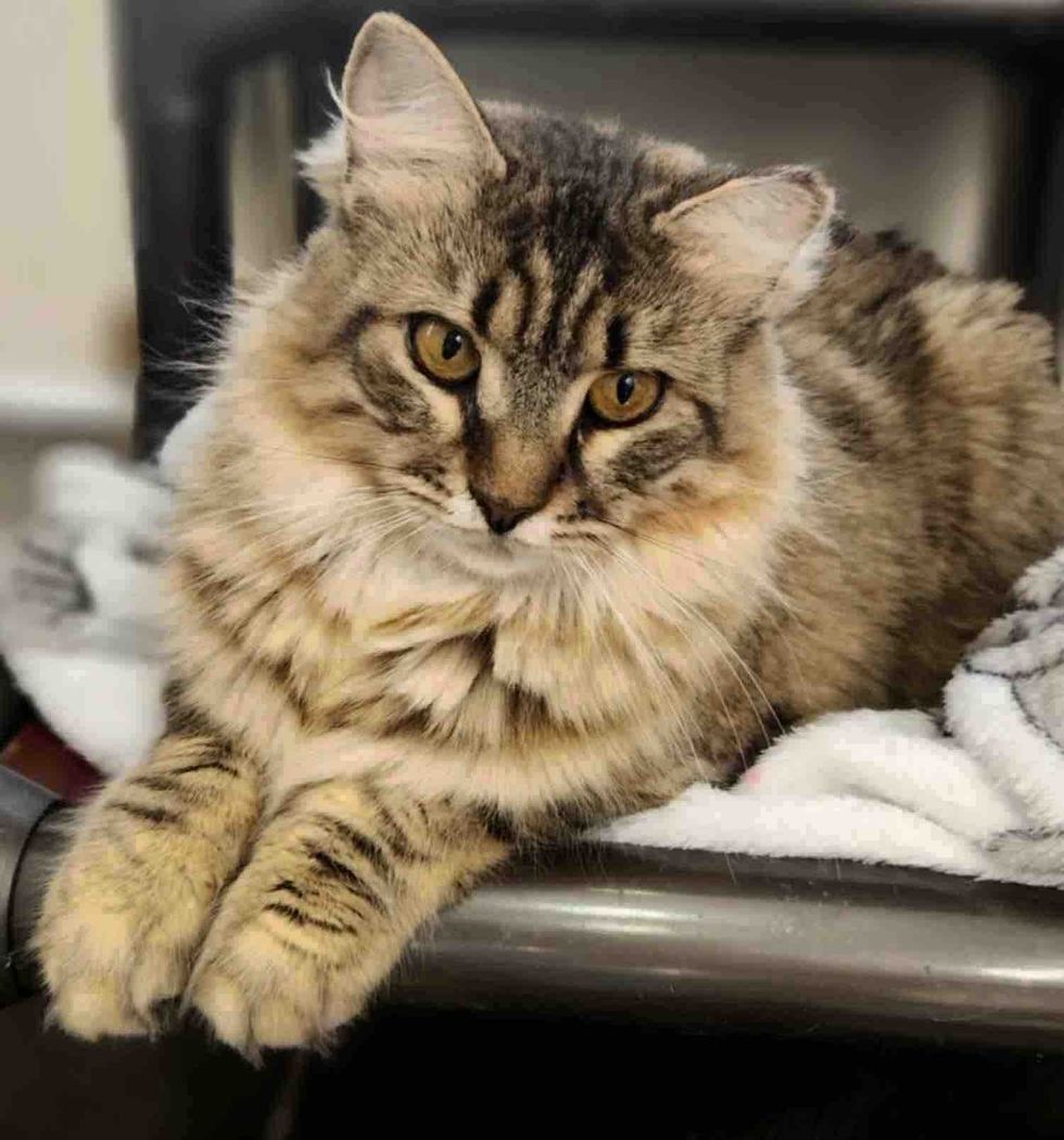 fluffy tabby cat