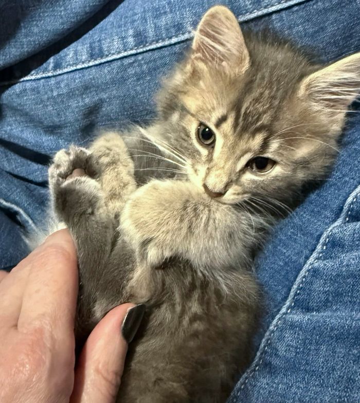 fluffy tabby kitten, lap cat