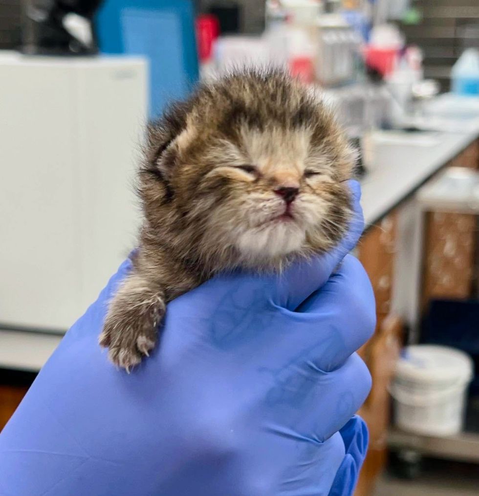 fluffy tabby kitten orphan