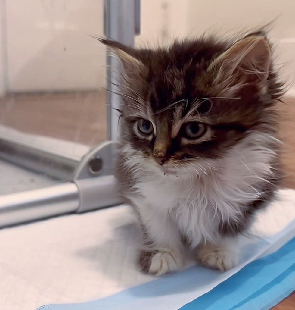 fluffy tiny kitten