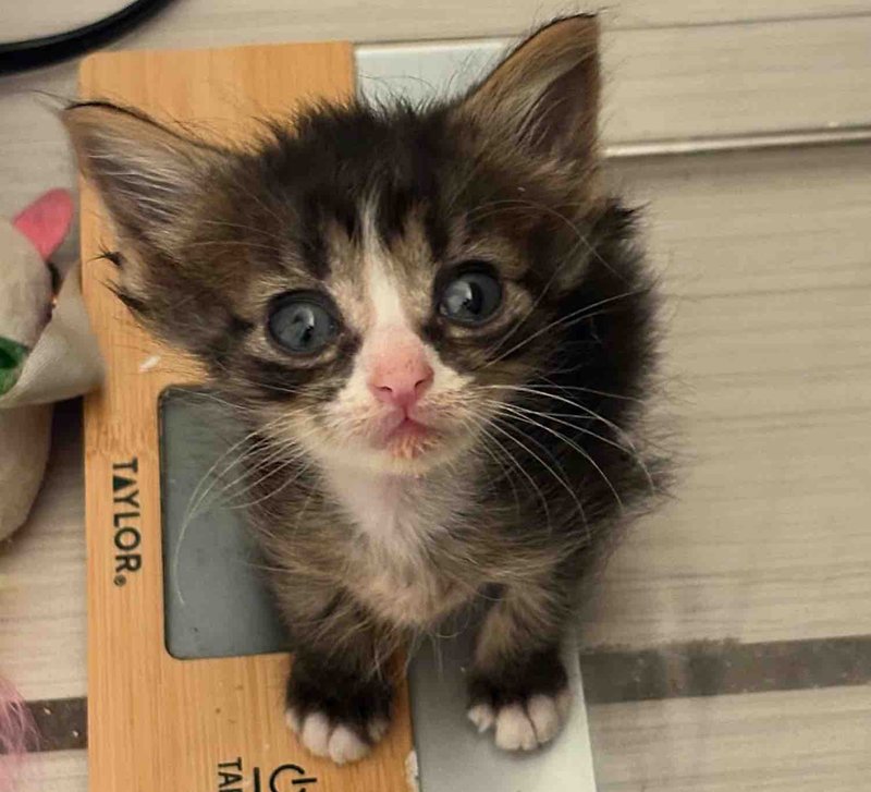 fluffy tiny kitten