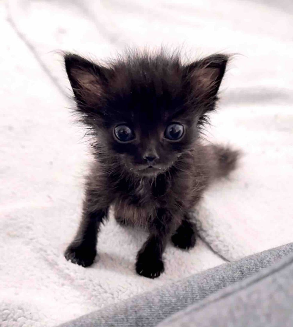 fluffy tiny panther kitten