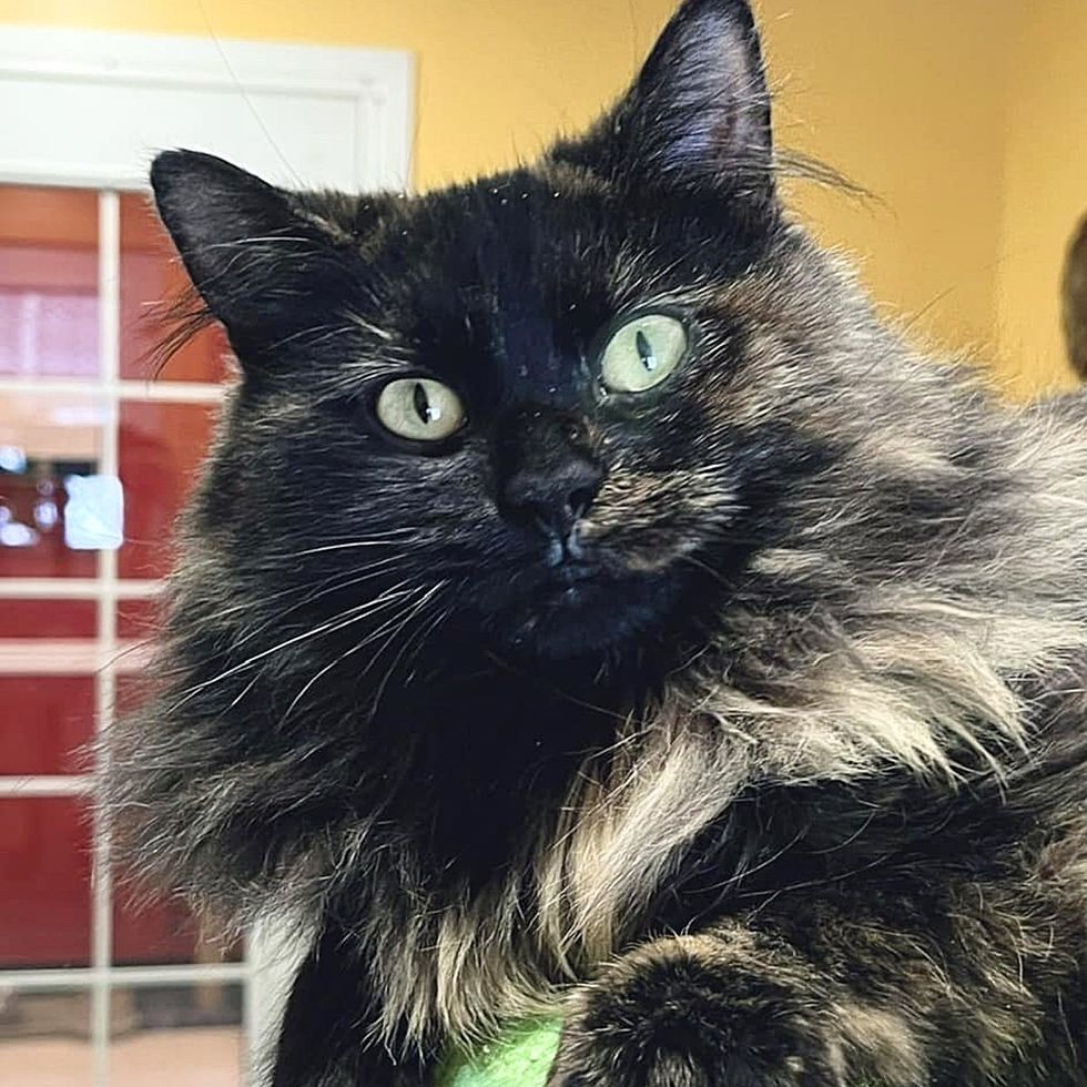 fluffy tortie cat