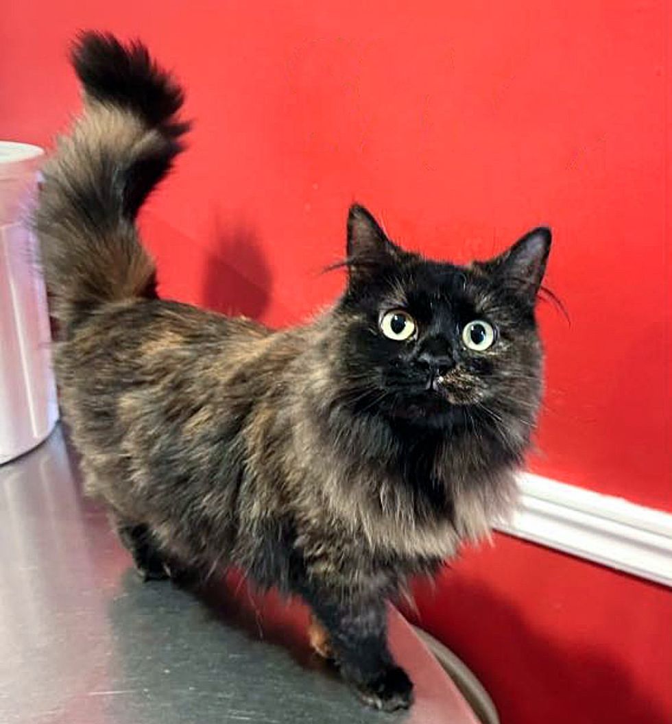 fluffy tortie cat
