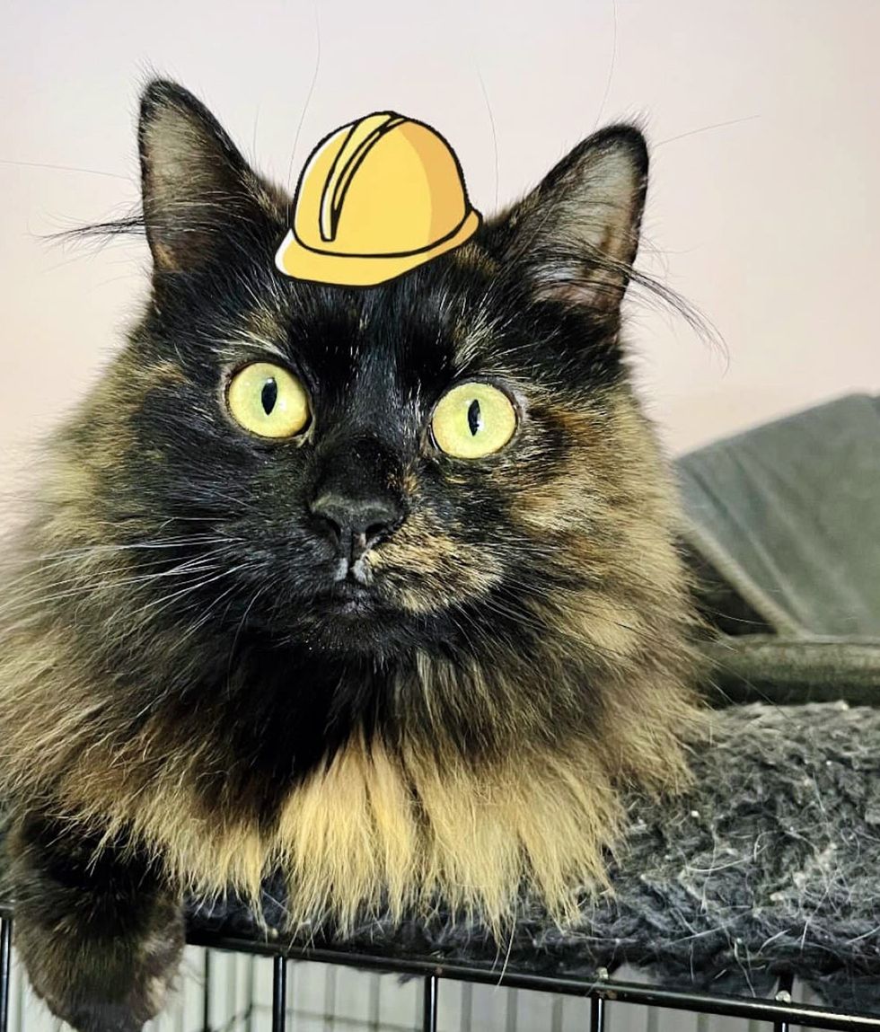fluffy tortie cat