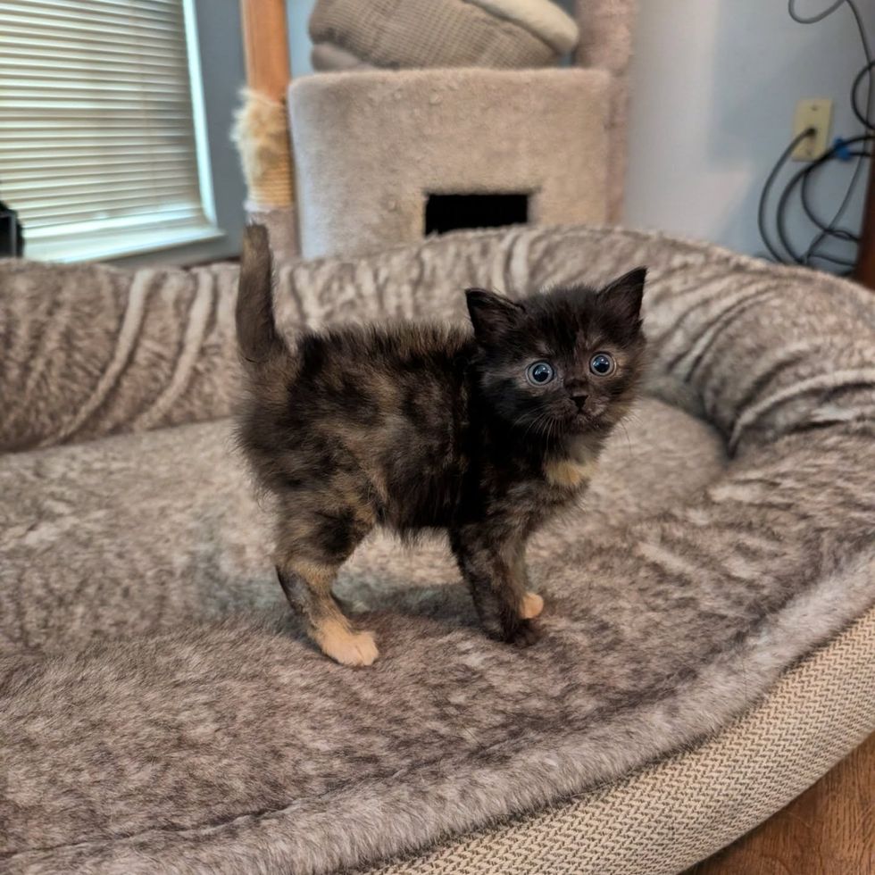 fluffy tortie kitten exploring