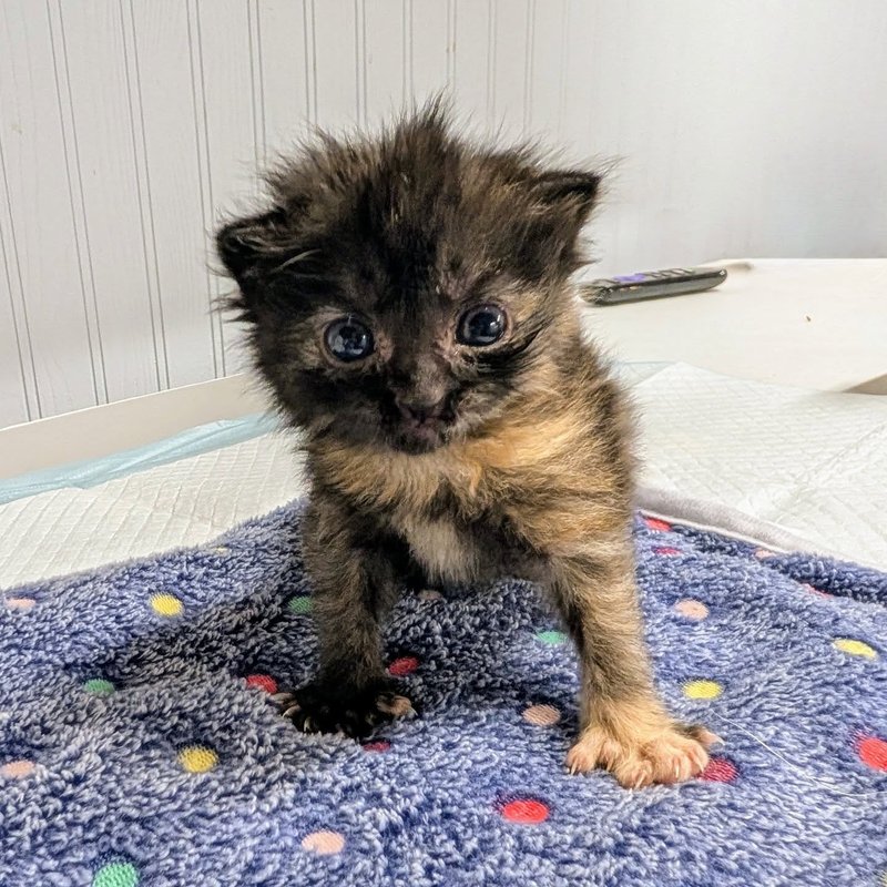 fluffy tortie kitten