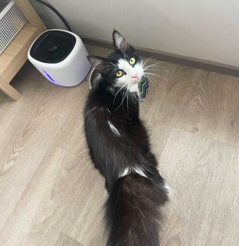 fluffy tuxedo cat mother