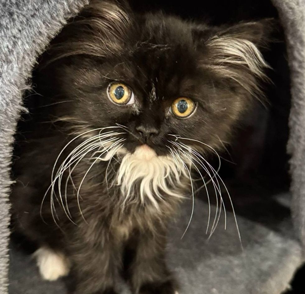 fluffy tuxedo kitten