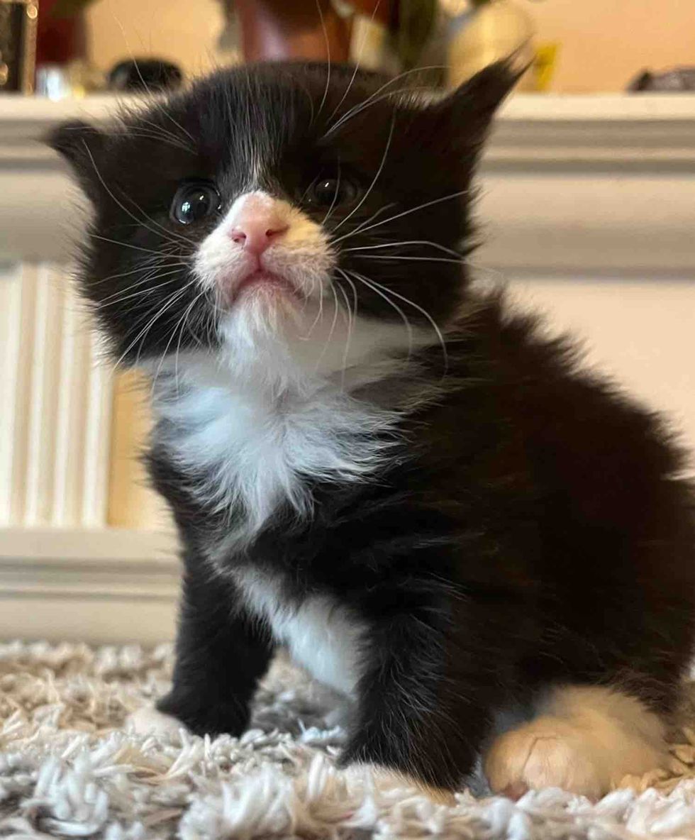 fluffy tuxedo kitten