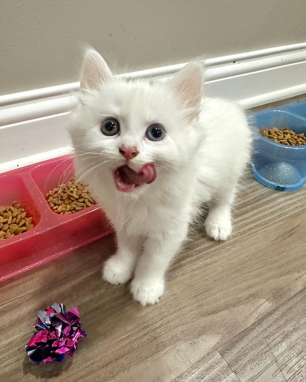 fluffy white kitten tongue