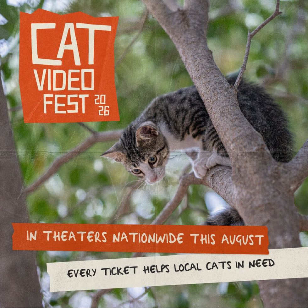 Flyer promotion for Cat Video Fest showing a cat in a tree.